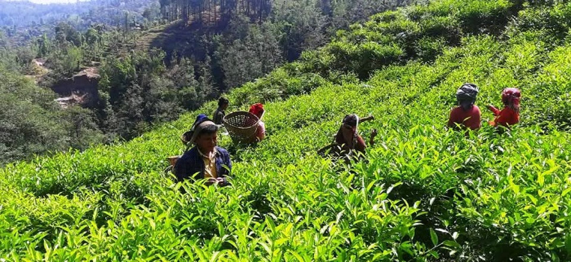 झाडी फाँडेर रेशमा चिया खेतीः व्यावसायिक उत्पादन सुरु भएपछि किसान उत्साहित